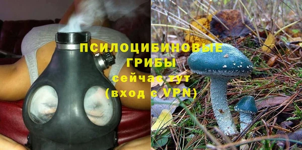 стаф Богданович