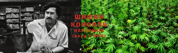стаф Богданович
